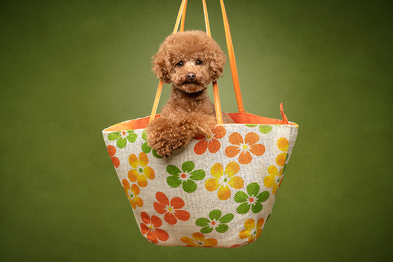 honden fotograferen in de studio