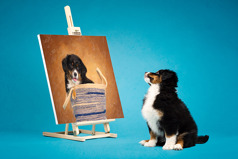 honden fotograferen in de studio