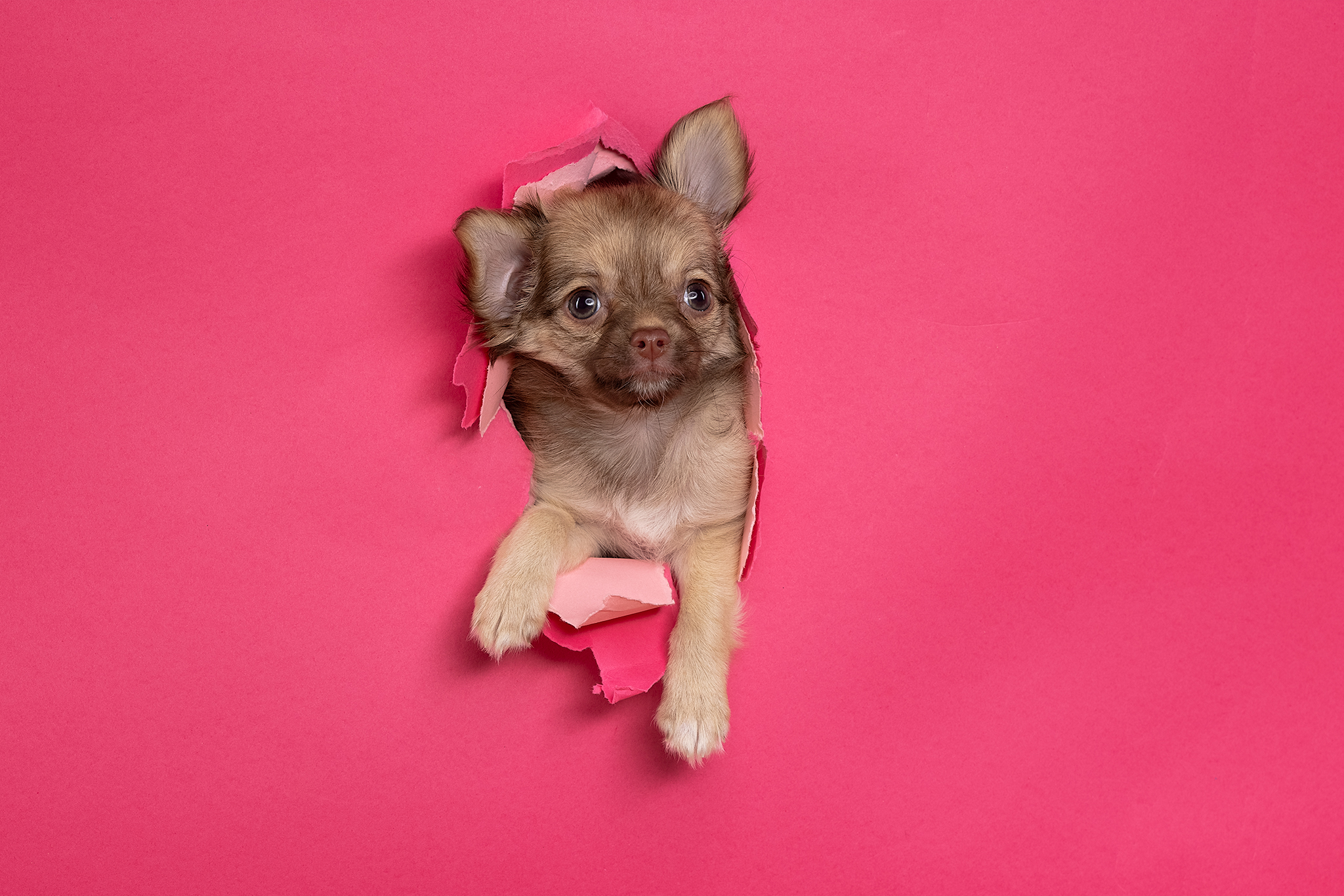 honden fotograferen in de studio