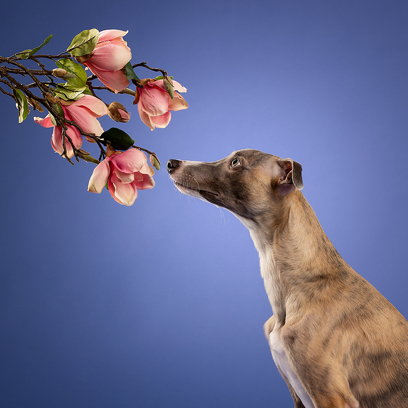 Prive workshop Honden fotograferen in de studio