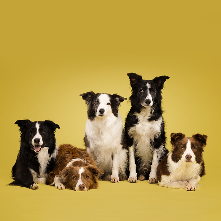groepsworkshops hondenfotografie Hondermooi