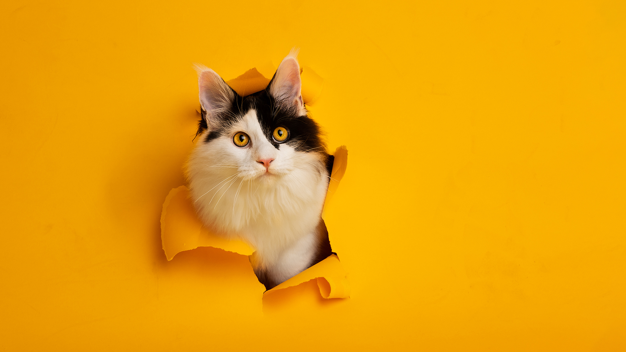 Kattenfotografie in de studio