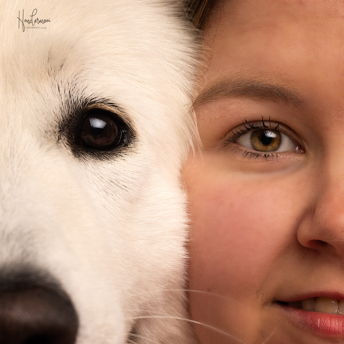 Hondenfotografie