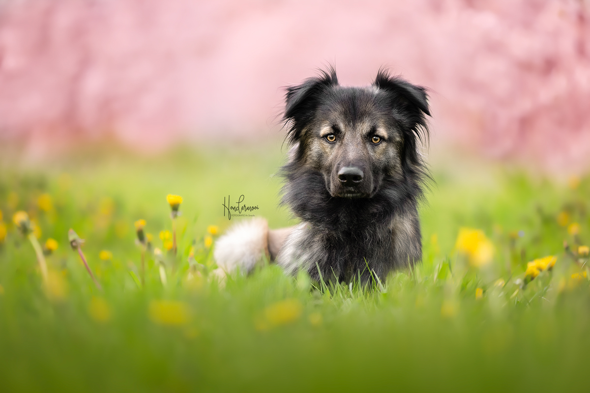 How do I receive a soft background SOOC?