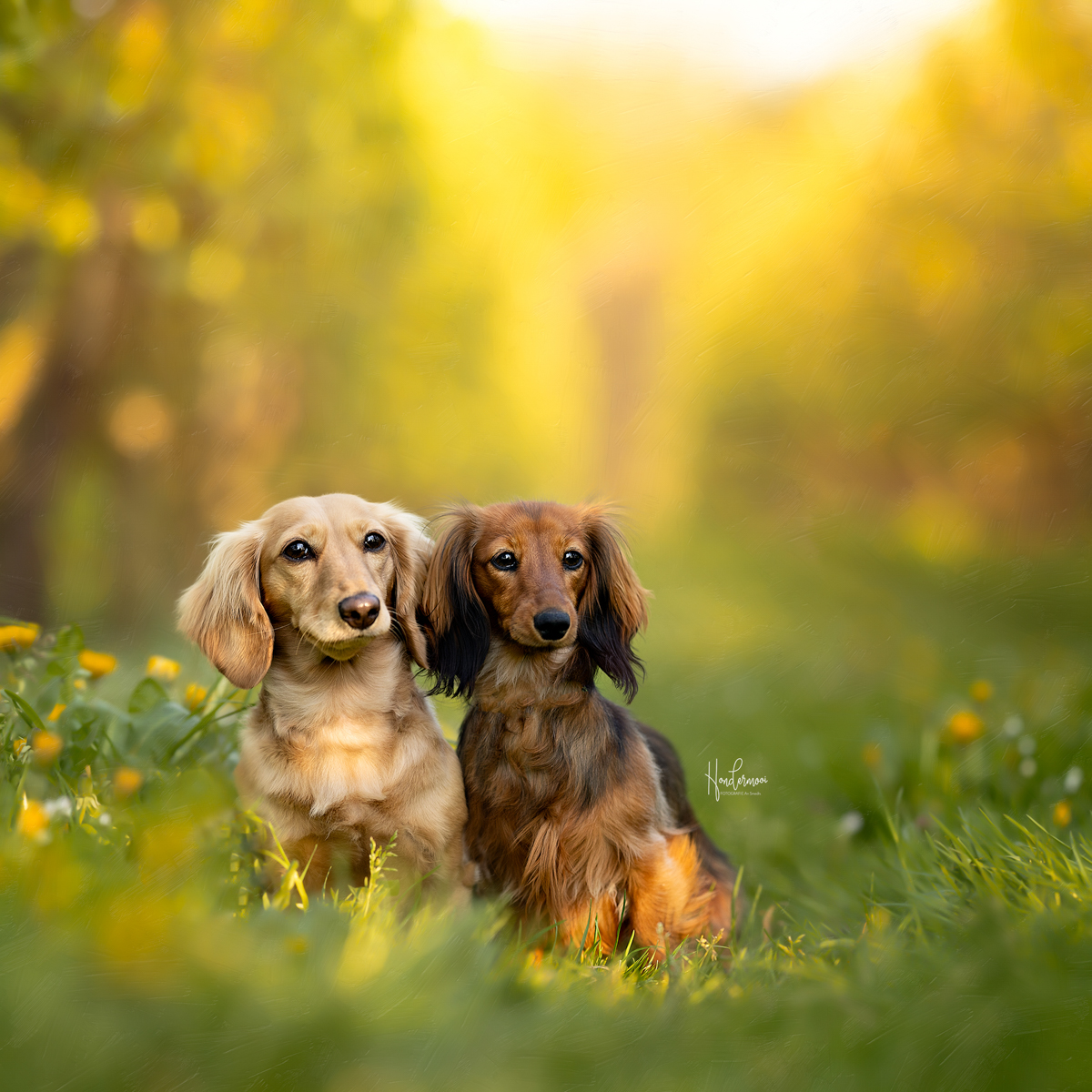 10 tips voor de beginnende hondenfotograaf buiten