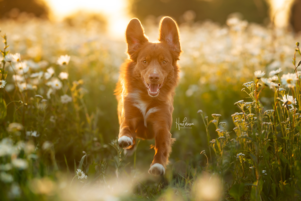 10 tips voor het fotograferen van honden in actie!