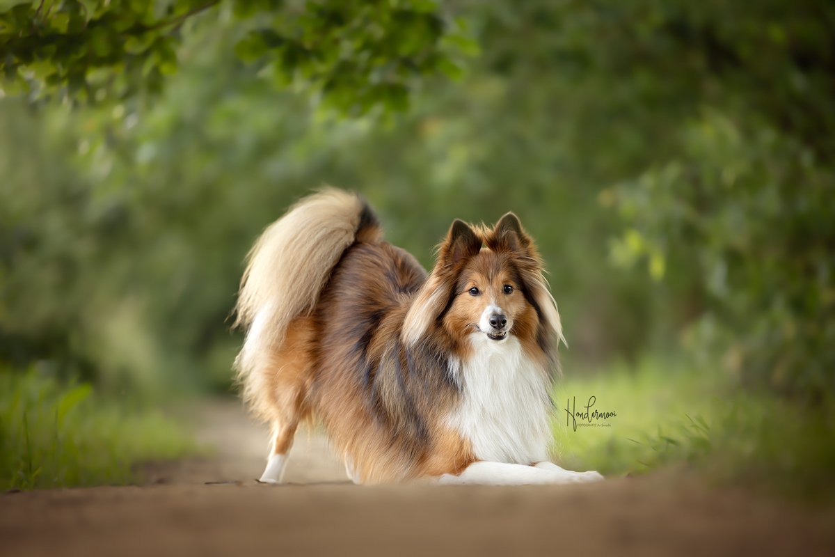 12 leuke trucjes voor hondenfotografie