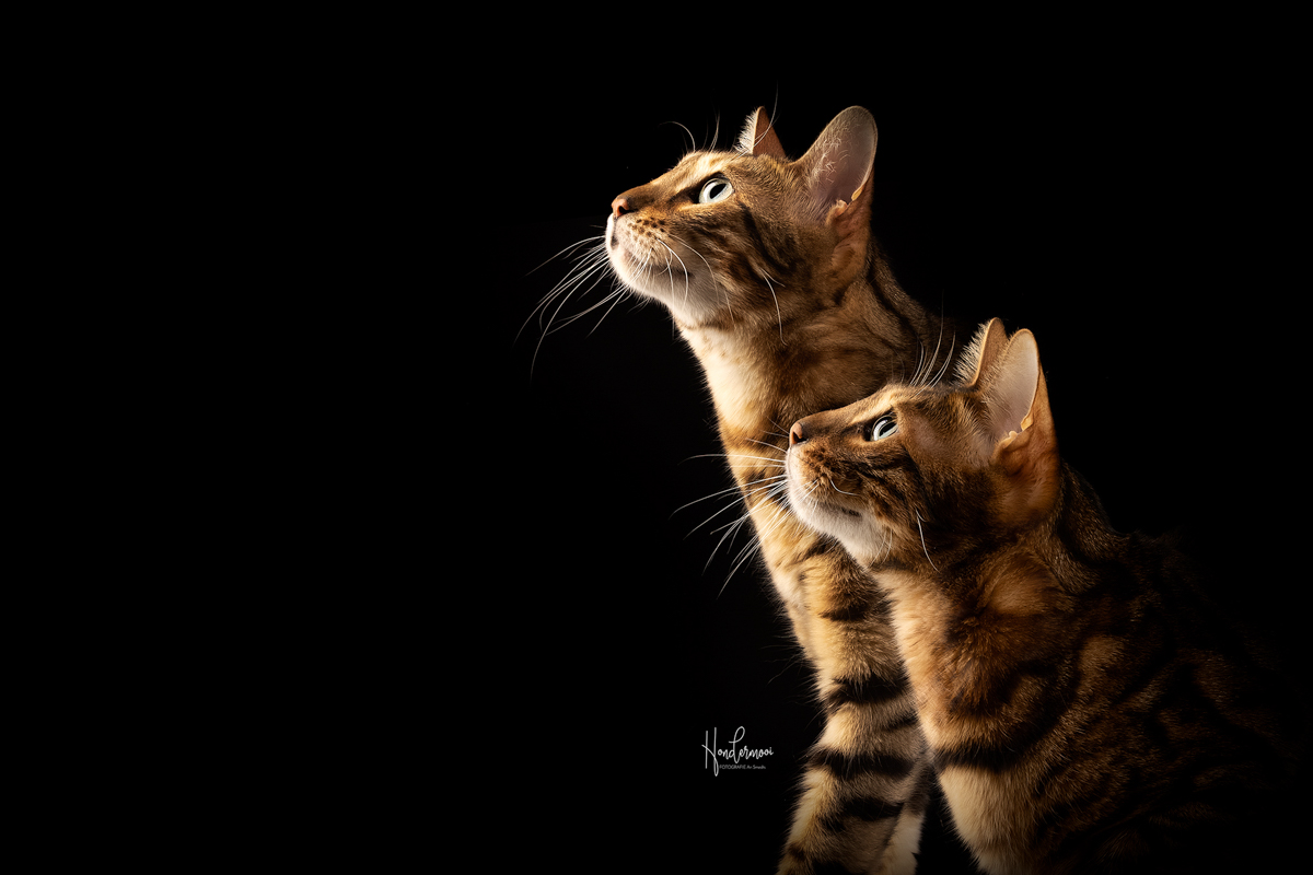 8 tips voor een relaxe kat in de studio