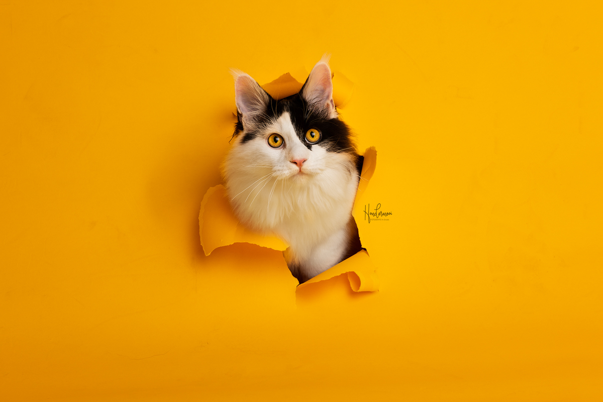 Kattenfotografie