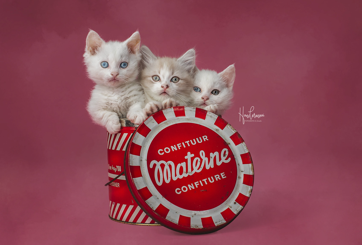 10 tips voor het fotograferen van pups & kittens