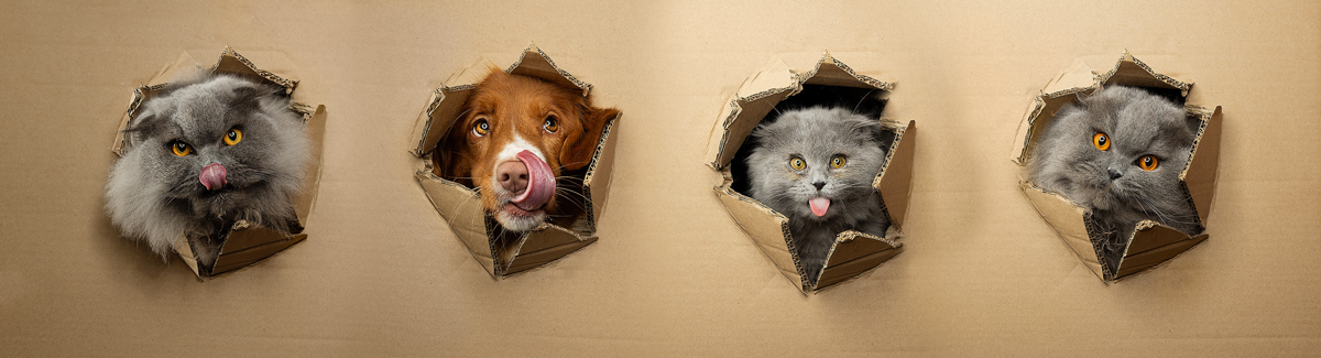 8 tips voor een relaxe kat in de studio