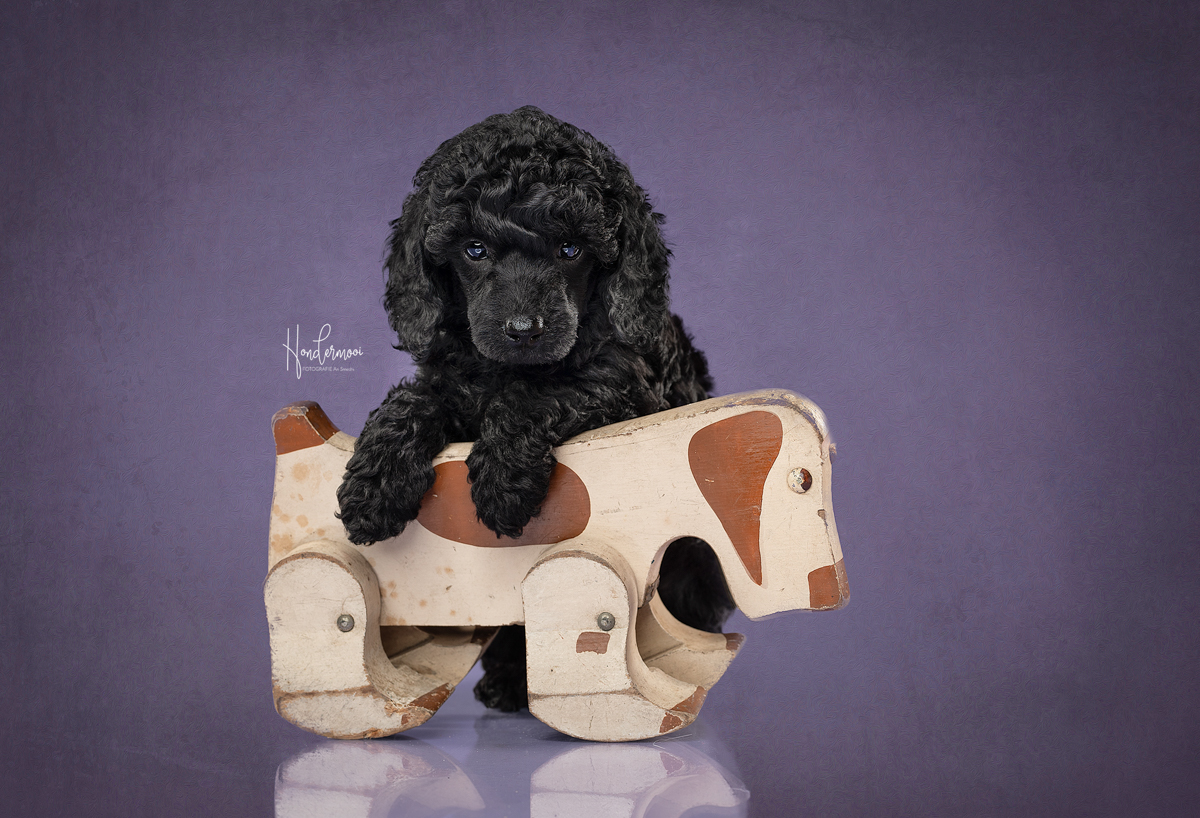 10 tips voor het fotograferen van pups & kittens