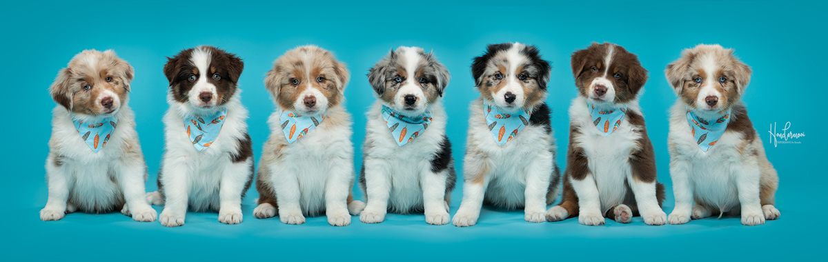 10 tips for photographing puppies & kittens