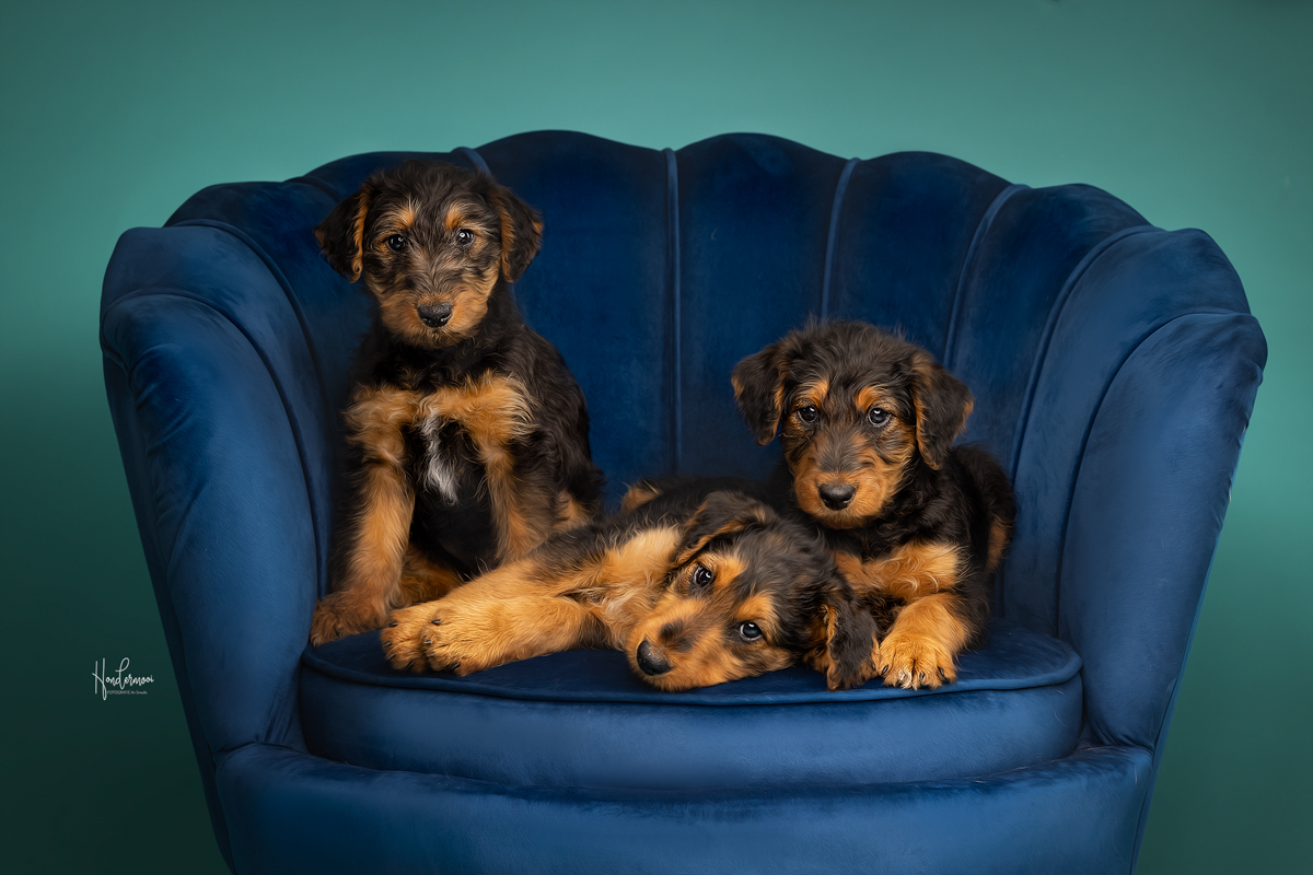 Airedale in zetem