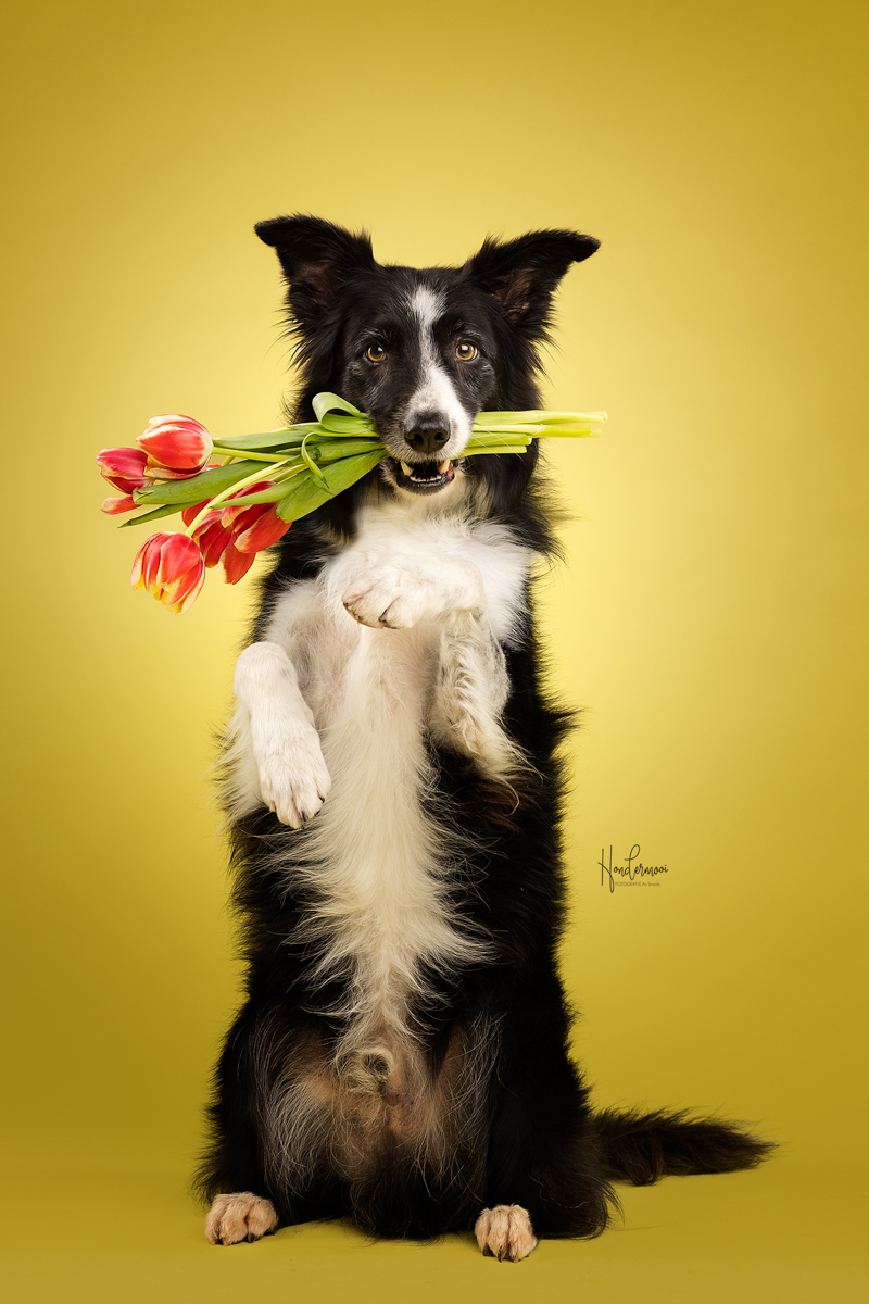 Hondenfotografie