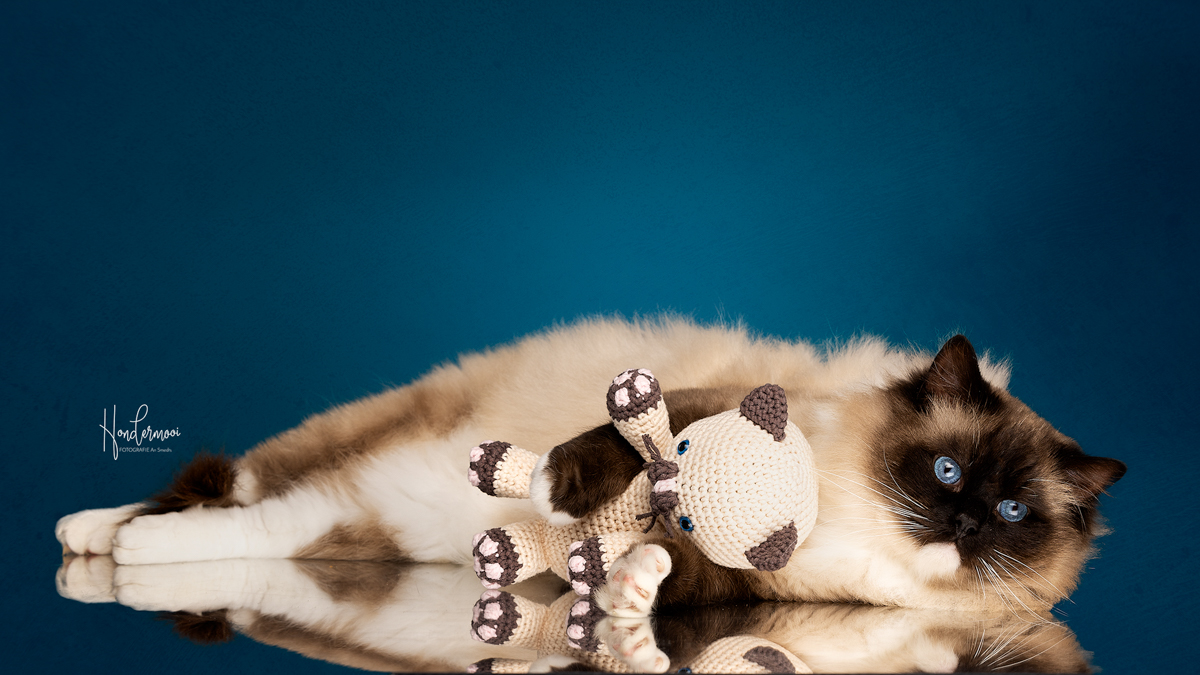 8 tips voor een relaxe kat in de studio