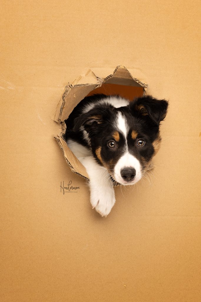 10 tips voor het fotograferen van pups & kittens