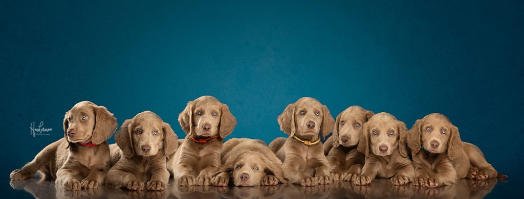 10 tips for photographing puppies & kittens