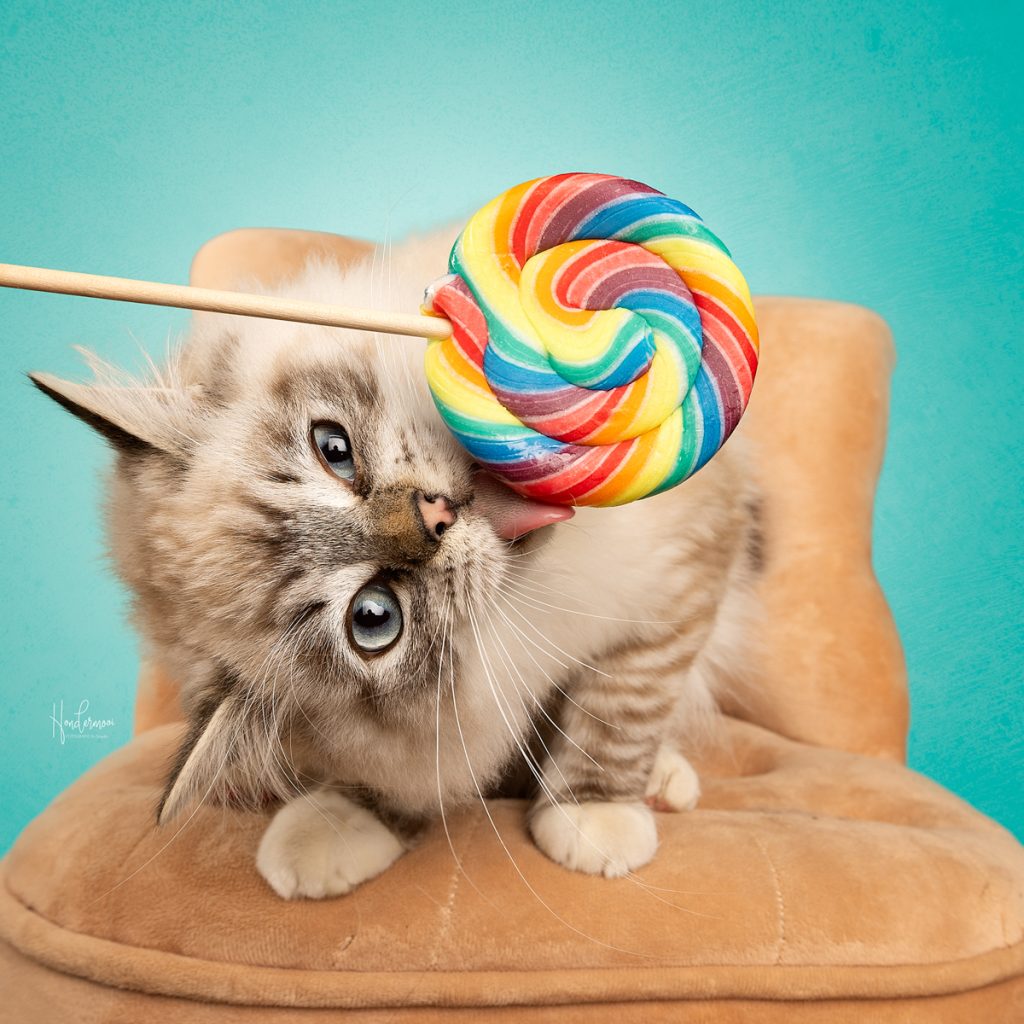 8 tips voor een relaxe kat in de studio