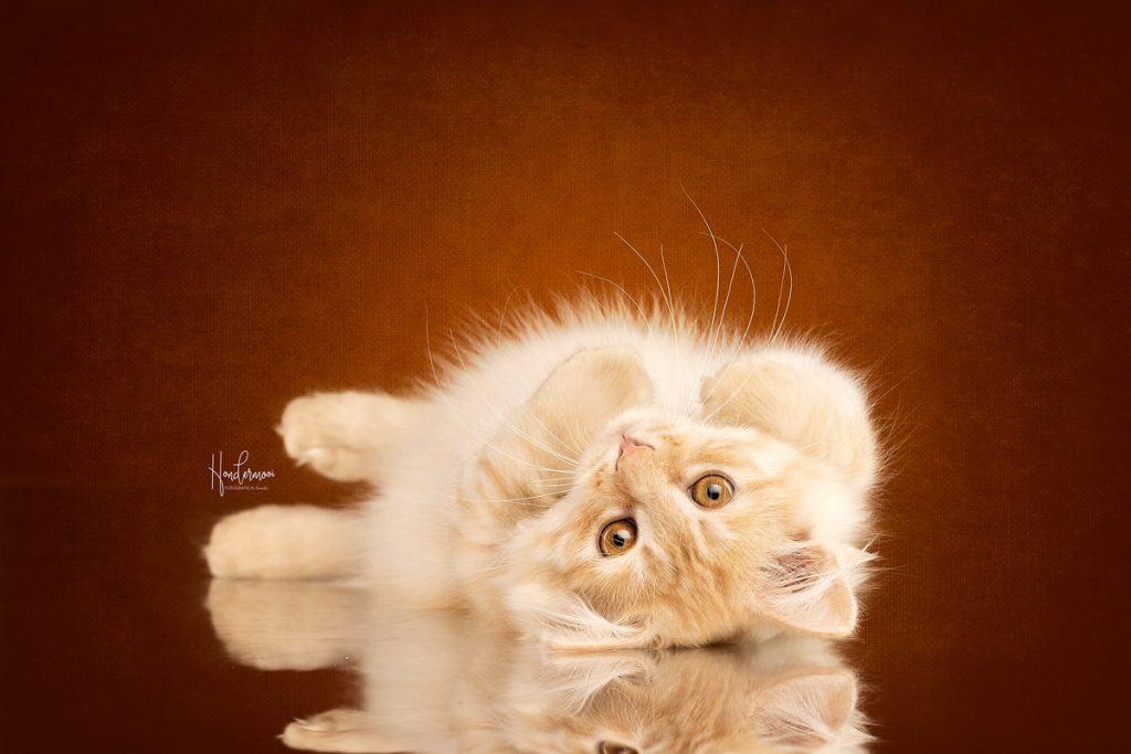 8 tips voor een relaxe kat in de studio