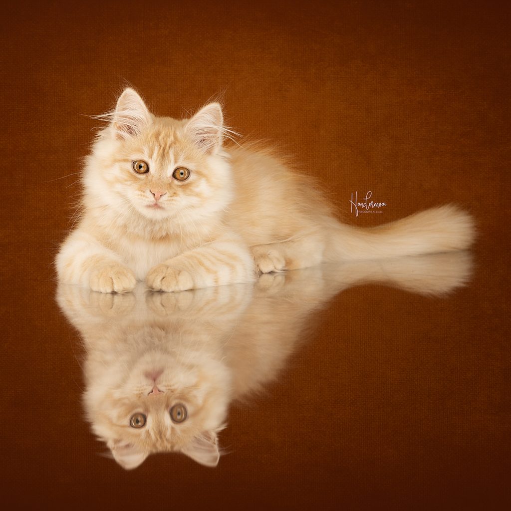 10 tips voor het fotograferen van pups & kittens