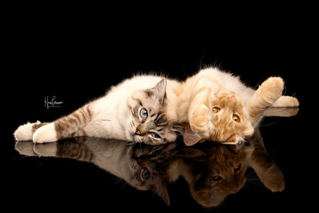8 tips voor een relaxe kat in de studio