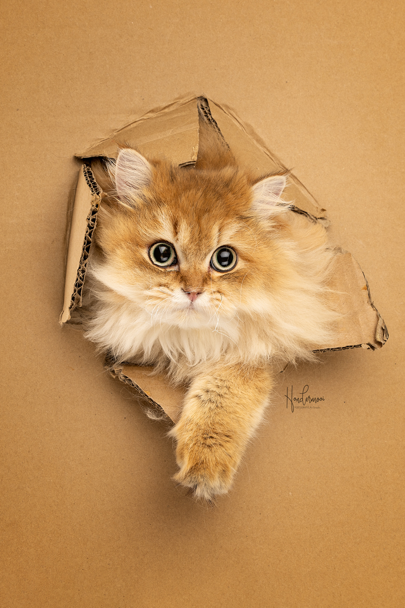 kattenfotografie