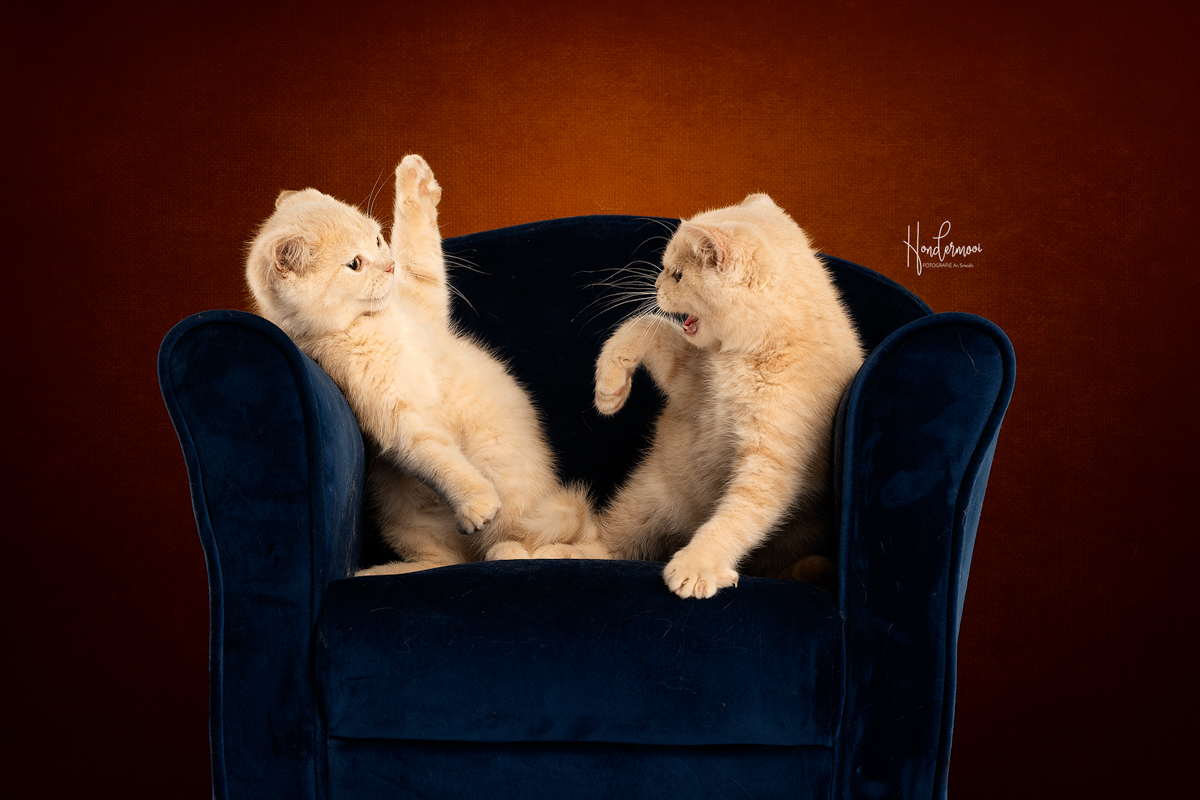 8 tips voor een relaxe kat in de studio