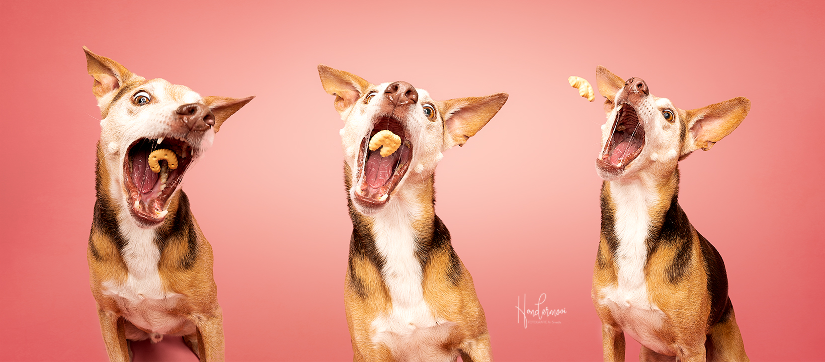 6 tips voor de aankoop van een studioflitser