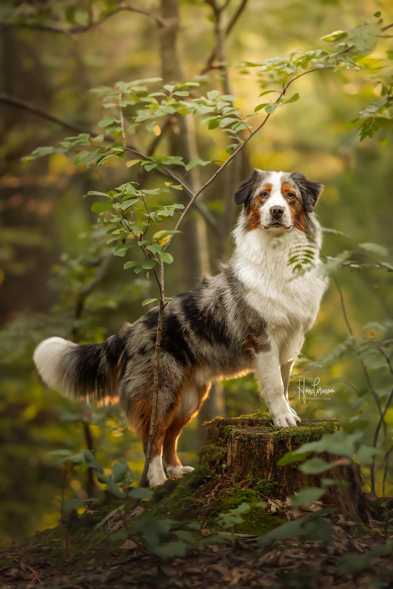 12 fun tricks for dog photography