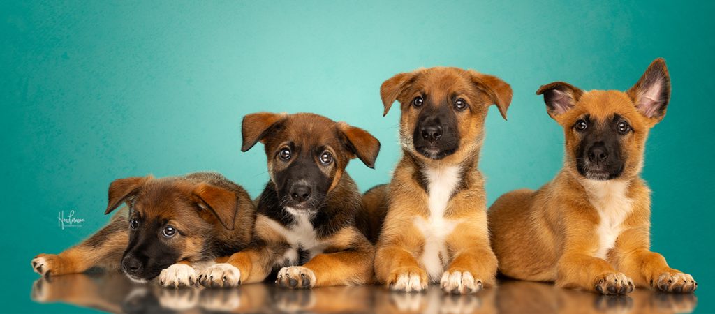 Pups & kittens fotograferen