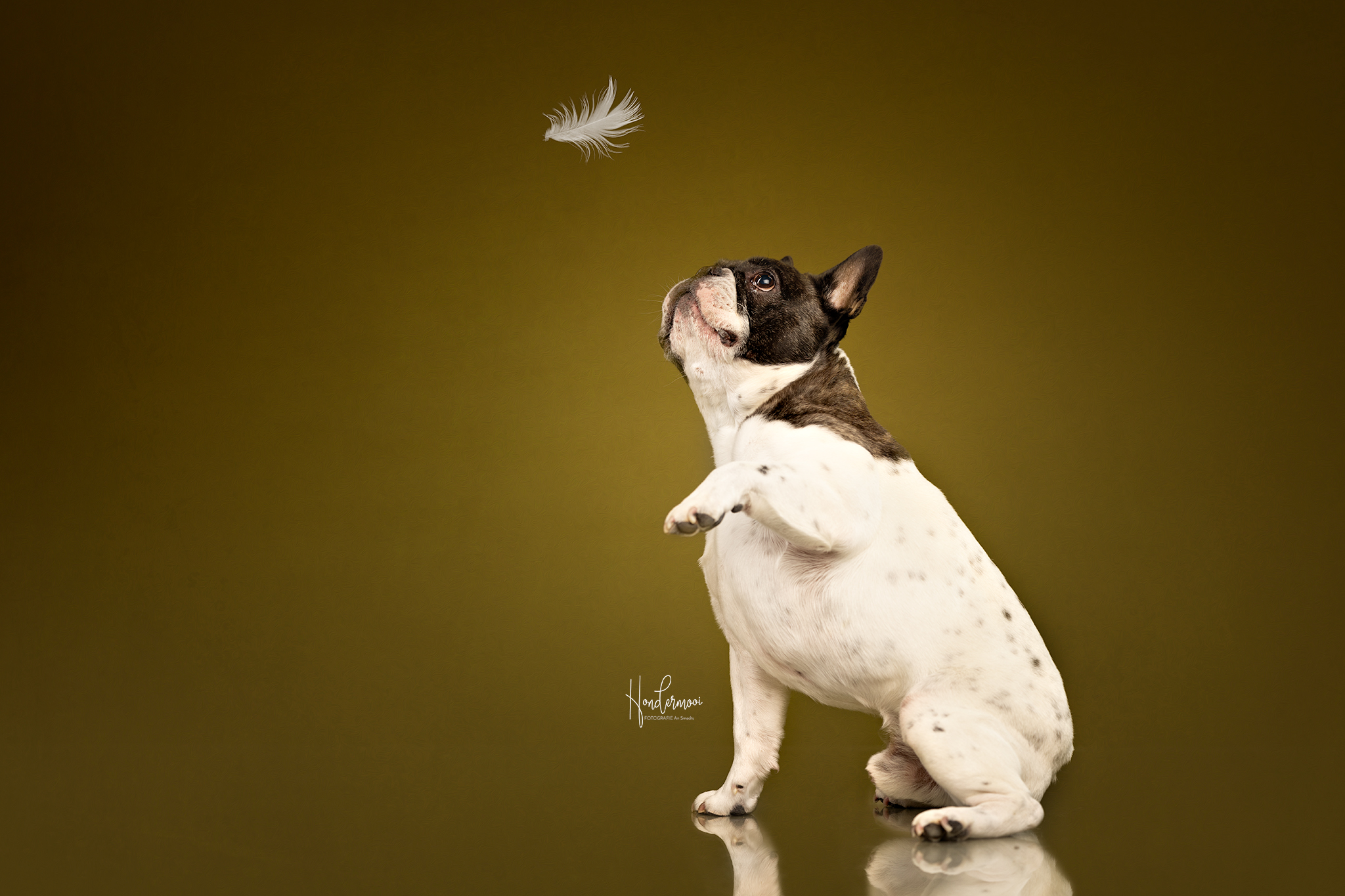 12 fun tricks for dog photography