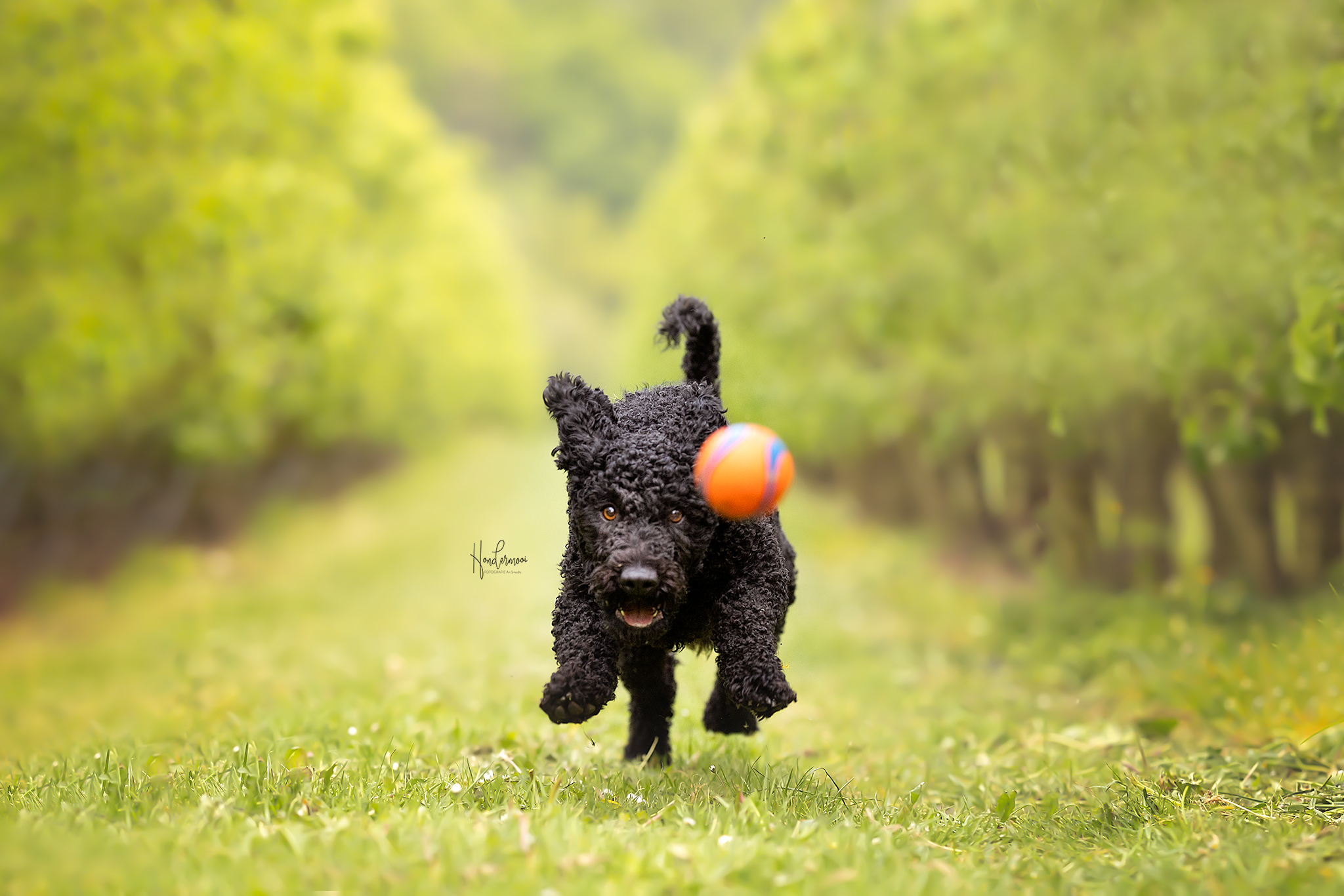 10 tips voor het fotograferen van honden in actie!